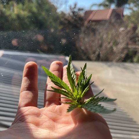 Swazi Gold 1 growlog timeline photo