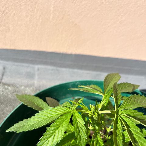 Swazi Gold 1 growlog timeline photo