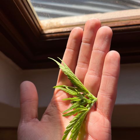 Swazi Gold 1 growlog timeline photo