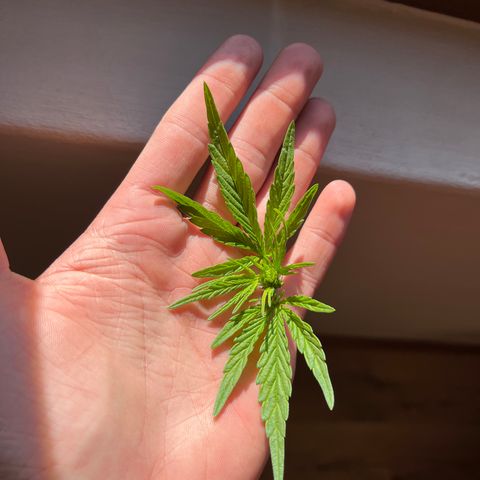 Swazi Gold 1 growlog timeline photo