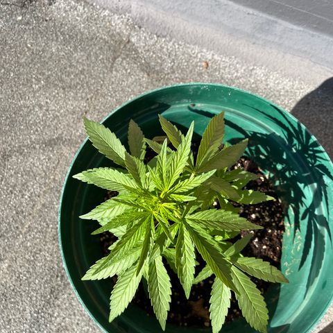 Swazi Gold 1 growlog timeline photo