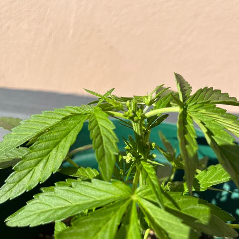 Swazi Gold 1 growlog timeline photo