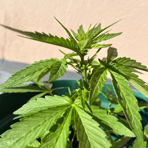 Swazi Gold 1 growlog timeline photo