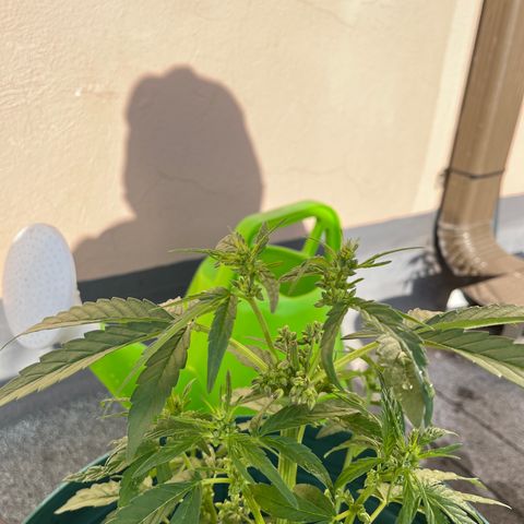 Swazi Gold 1 growlog photo: Topped stem growing properly
