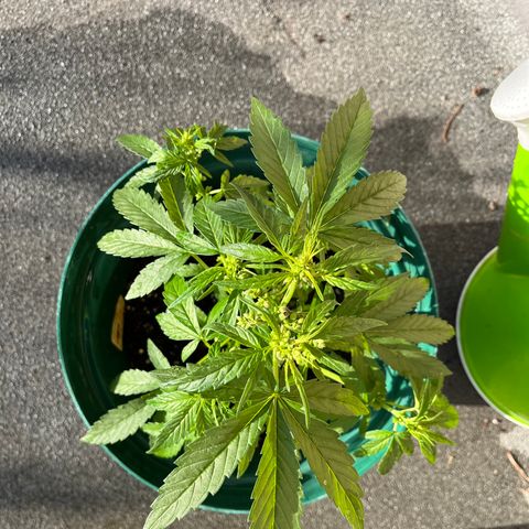 Swazi Gold 1 growlog photo: Topped stem growing properly