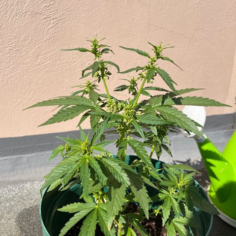 Swazi Gold 1 growlog timeline photo