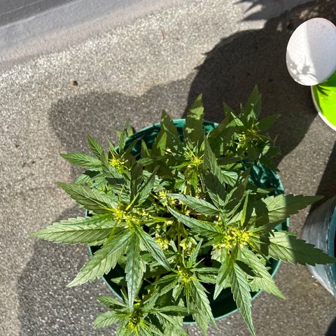 Swazi Gold 1 growlog timeline photo