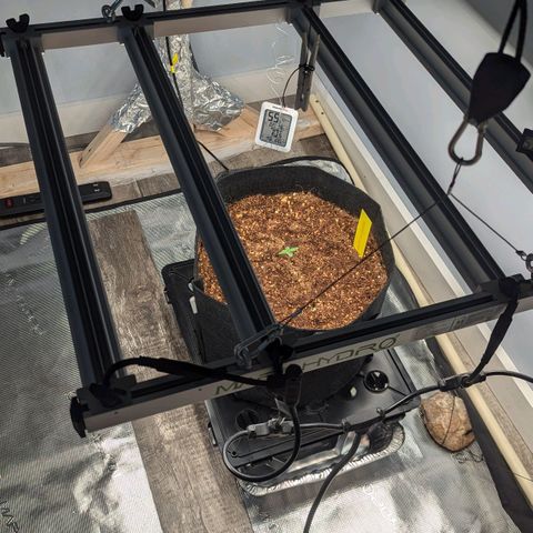 Northern Light Automatic growlog photo: Baby is happy