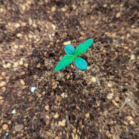 Northern Light Automatic growlog timeline photo
