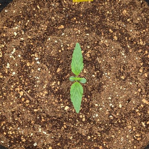Northern Light Automatic growlog timeline photo