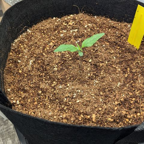 Northern Light Automatic growlog photo: Her leaves are Ffaatt