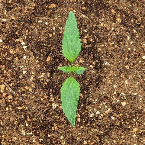 Northern Light Automatic growlog timeline photo