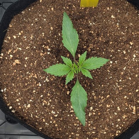 Northern Light Automatic growlog timeline photo