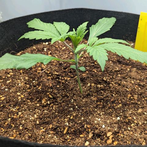 Northern Light Automatic growlog timeline photo