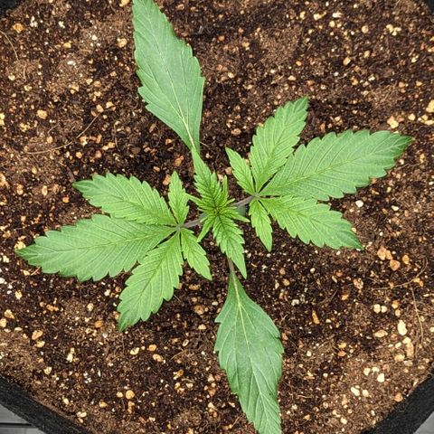 Northern Light Automatic growlog timeline photo