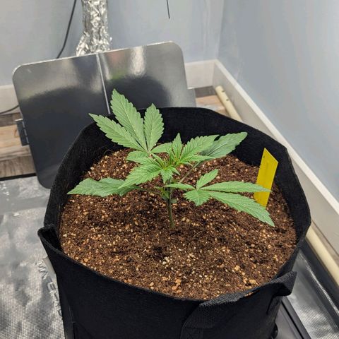 Northern Light Automatic growlog photo: She's a beauty 😍