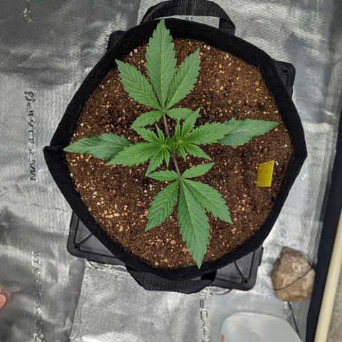 Northern Light Automatic growlog timeline photo