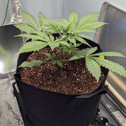 Northern Light Automatic growlog photo: Yummy