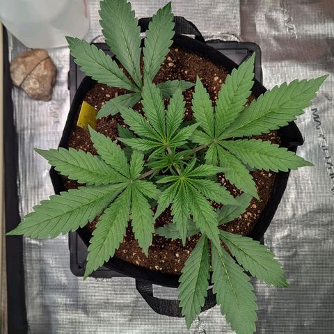 Northern Light Automatic growlog timeline photo