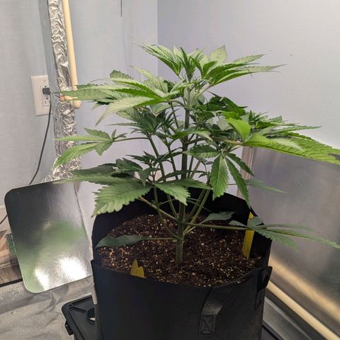 Northern Light Automatic growlog photo: Stretch kick stretch