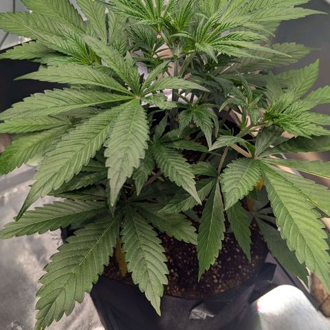 Northern Light Automatic growlog timeline photo