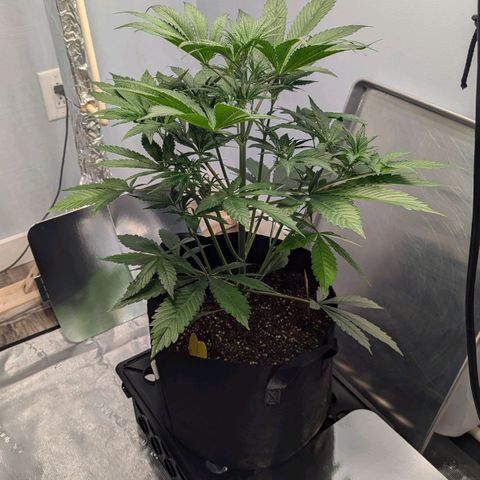 Northern Light Automatic growlog photo: She is lovely 😍