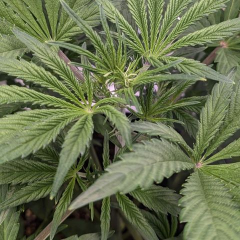Northern Light Automatic growlog timeline photo
