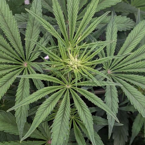 Northern Light Automatic growlog photo: This girl is amazing. I am nervous to trim, so I'm leaving her for now.