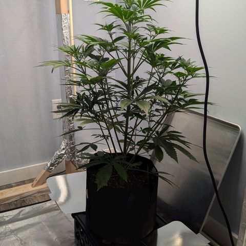 Northern Light Automatic growlog photo: This girl is amazing. I am nervous to trim, so I'm leaving her for now.