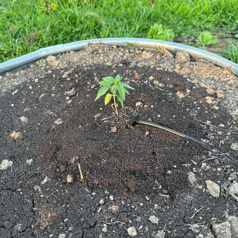 Northern Light growlog timeline photo