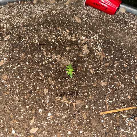 Pineapple Kush growlog timeline photo