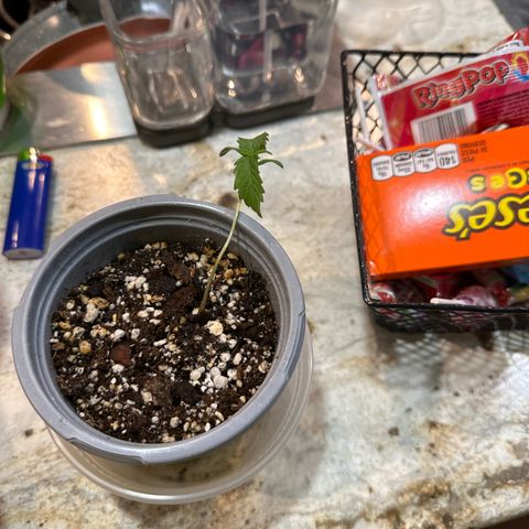 O.G. Kush growlog timeline photo