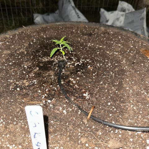 O.G. Kush growlog timeline photo