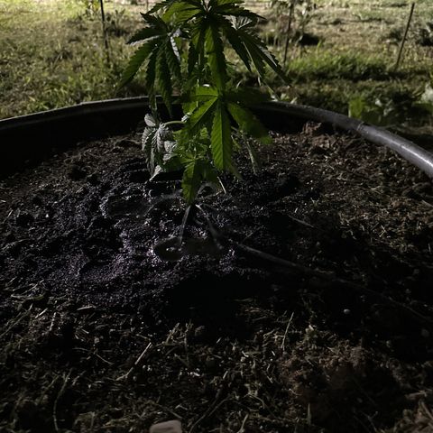Northern Light growlog timeline photo