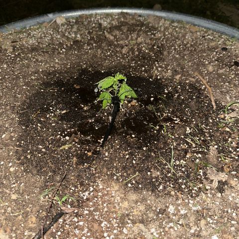 Pineapple Kush growlog timeline photo