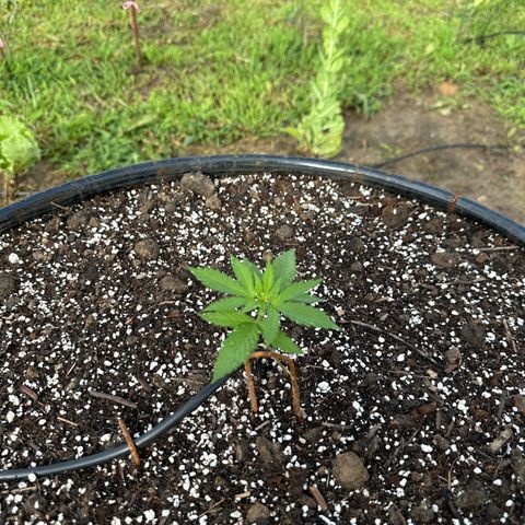 O.G. Kush growlog timeline photo