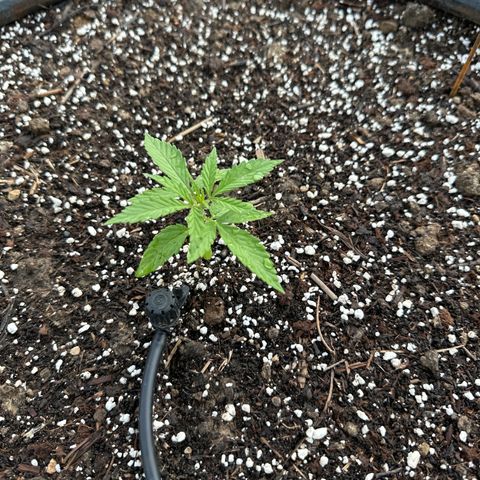 O.G. Kush growlog timeline photo