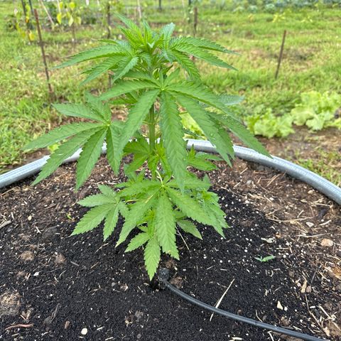 Northern Light growlog timeline photo