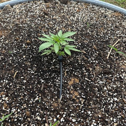 Pineapple Kush growlog timeline photo