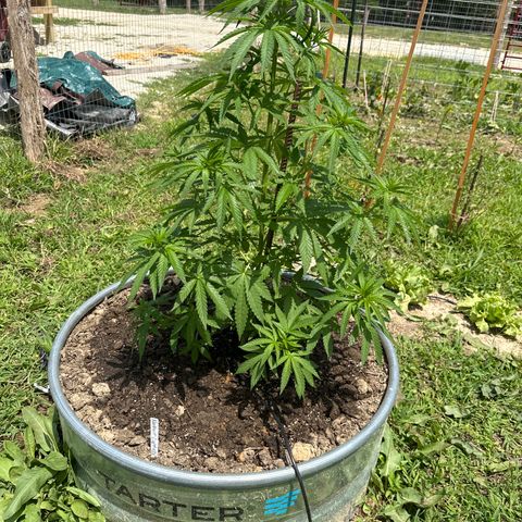 Northern Light growlog timeline photo
