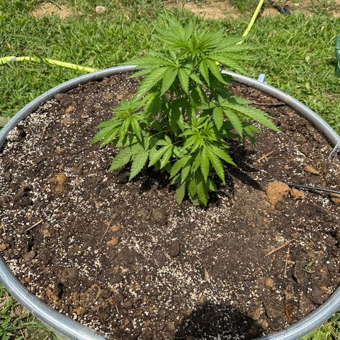 Pineapple Kush growlog timeline photo