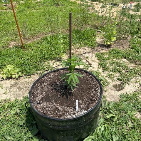O.G. Kush growlog timeline photo