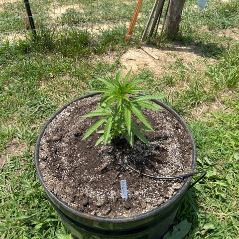 O.G. Kush growlog timeline photo