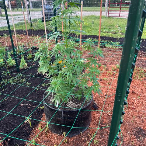 O.G. Kush growlog timeline photo