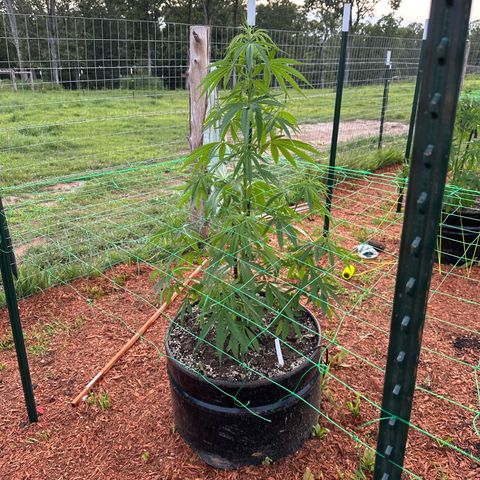 O.G. Kush growlog timeline photo