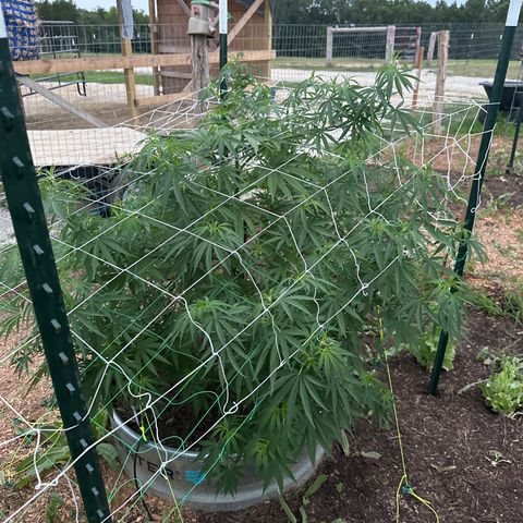 Northern Light growlog timeline photo