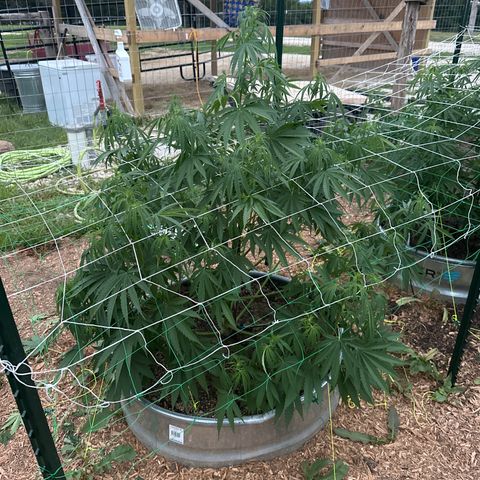 Pineapple Kush growlog timeline photo
