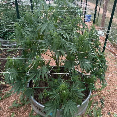Pineapple Kush growlog timeline photo