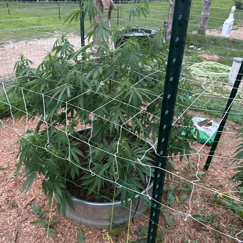 Pineapple Kush growlog timeline photo