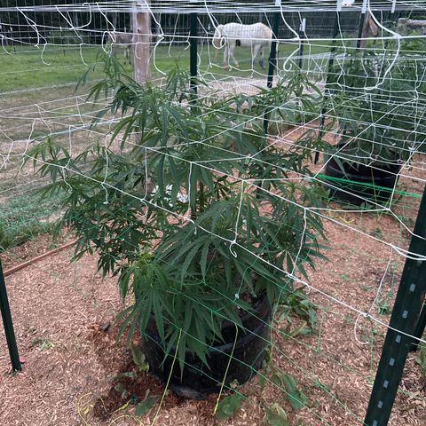 O.G. Kush growlog timeline photo